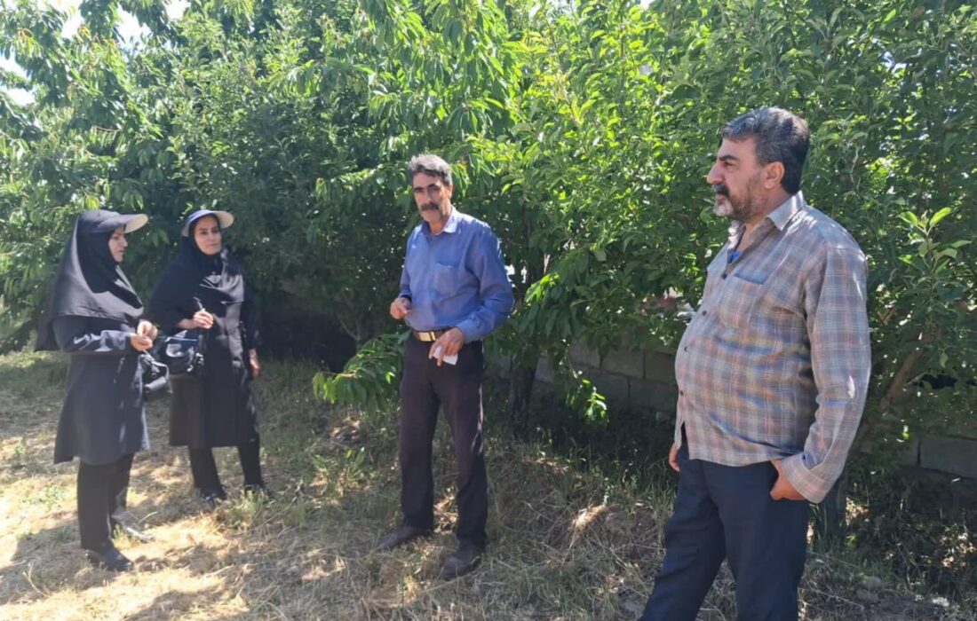 از آبیاری تشتکی تا مدیریت بیماری؛ استراتژی جدید جهاد کشاورزی بناب مرند برای نجات باغات سیب النجق