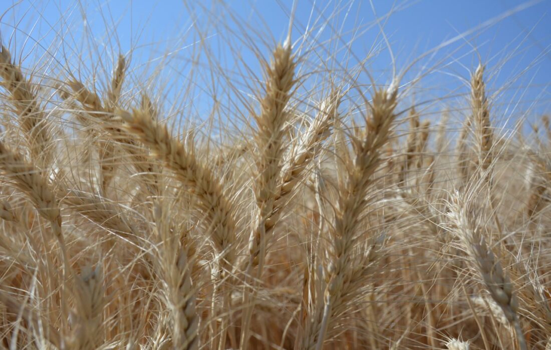 خیز بلند مرند برای رکوردشکنی در برداشت گندم؛ بسیج ۷۵ کمباین برای صیانت از امنیت غذایی