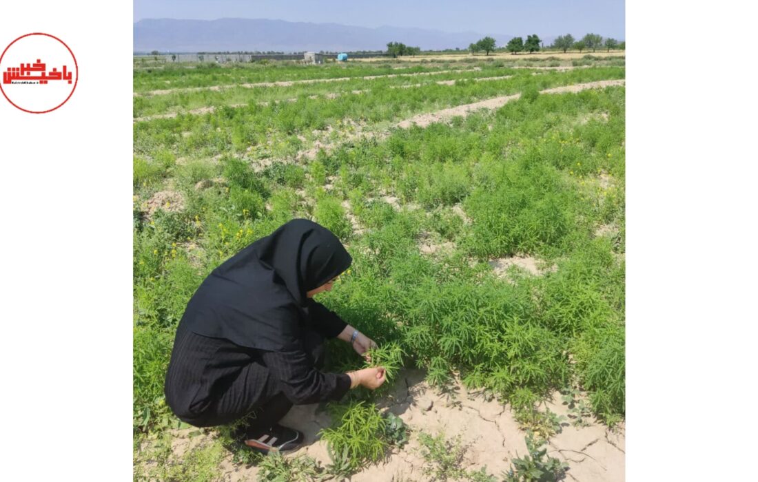 کشاورزی هوشمند در یامچی؛ از مبارزه با خشکی تا مدیریت شوری!
