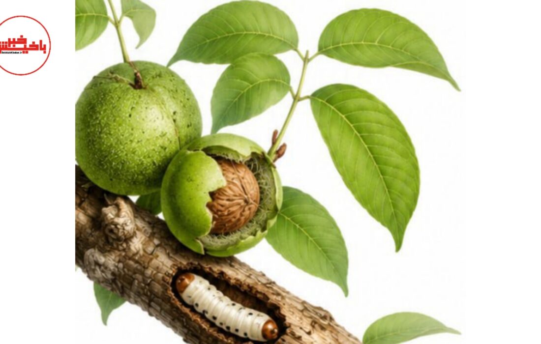 زنگ خطر «کرم خراط» در باغات مرند؛ فرصت ۴ روزه باغداران برای نجات درختان