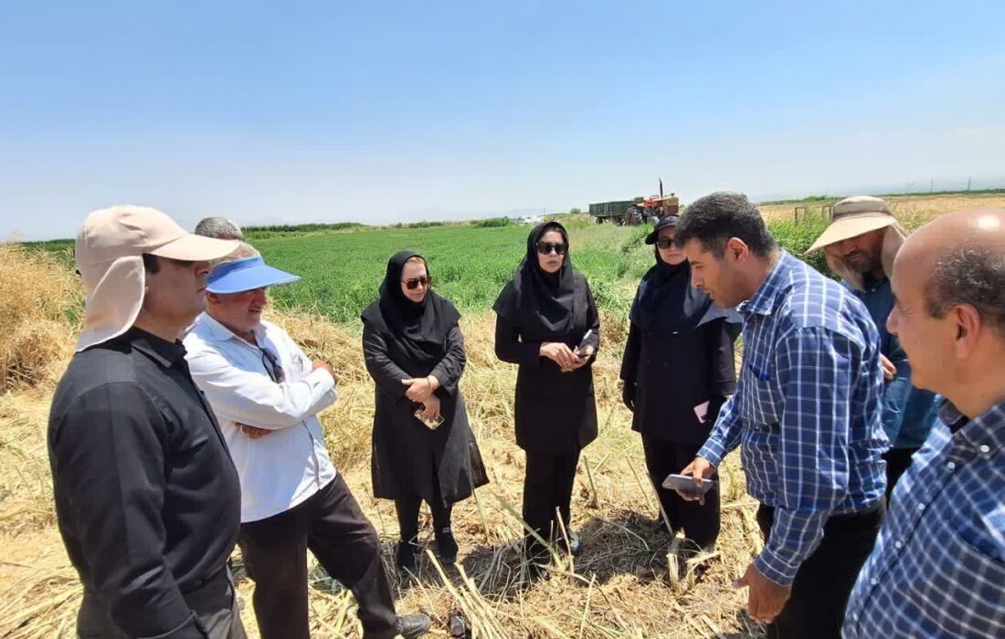 پایش میدانی برداشت کلزا در تبریز؛ تنظیم دقیق کمباینها، کلید کاهش ریزش و حفظ دسترنج کشاورزان