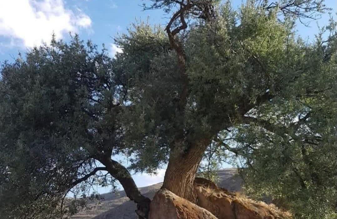 «معمای ۴۰۰ ساله در دل کوههای ورزقان؛ درختی که سنگ را شکافت!»