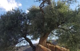 «معمای ۴۰۰ ساله در دل کوههای ورزقان؛ درختی که سنگ را شکافت!»