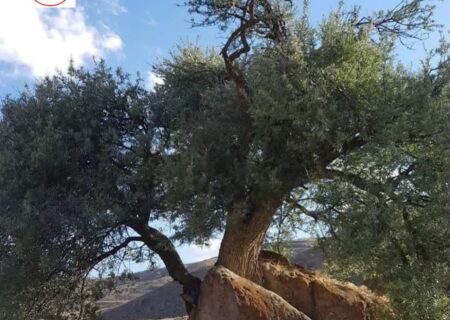    «معمای ۴۰۰ ساله در دل کوه‌های ورزقان؛ درختی که سنگ را شکافت!»