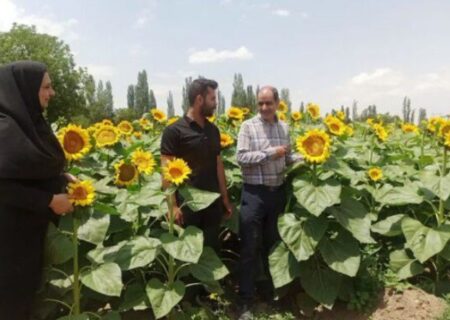 پیش‌بینی تولید ۸ هزار تن آفتابگردان آجیلی در مرند؛ جهش عملکرد با ارقام هیبرید
