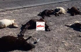 ۱۸راس گوسفند در هریس قربانی بی‌احتیاطی راننده شد