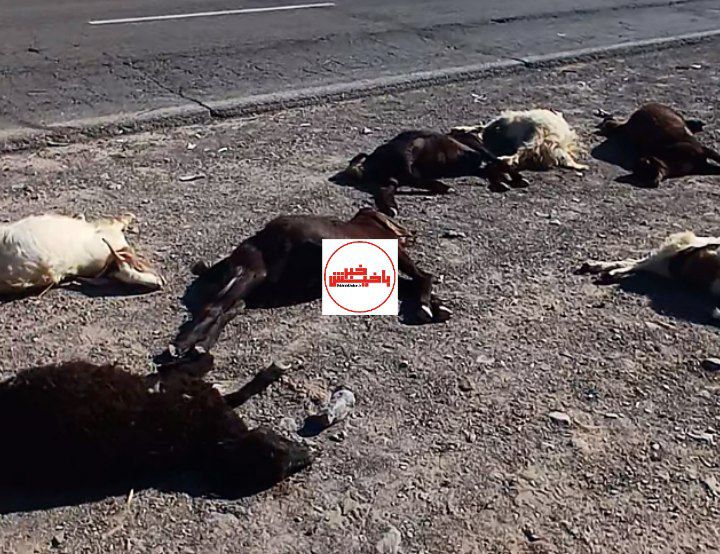 ۱۸راس گوسفند در هریس قربانی بی‌احتیاطی راننده شد