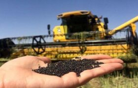 تسکین برای کشاورزان؛ پرداخت ۵۰ درصد از مطالبات کلزاکاران آذربایجان شرقی و تسویه کامل در مرند و کلیبر
